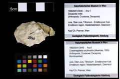 Foto (Objekt + Etiketten) von Cracensigillatus acutirostris (Moericke, 1889) 